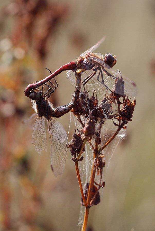 , Сергей Таланов