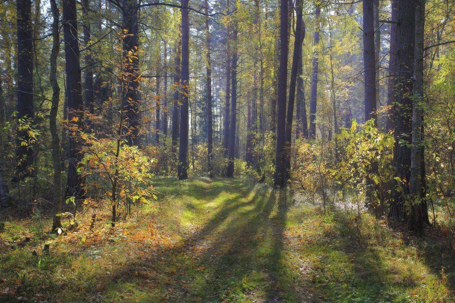 , Дмитрий Алексеев