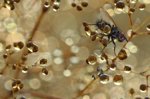 Сонная муха