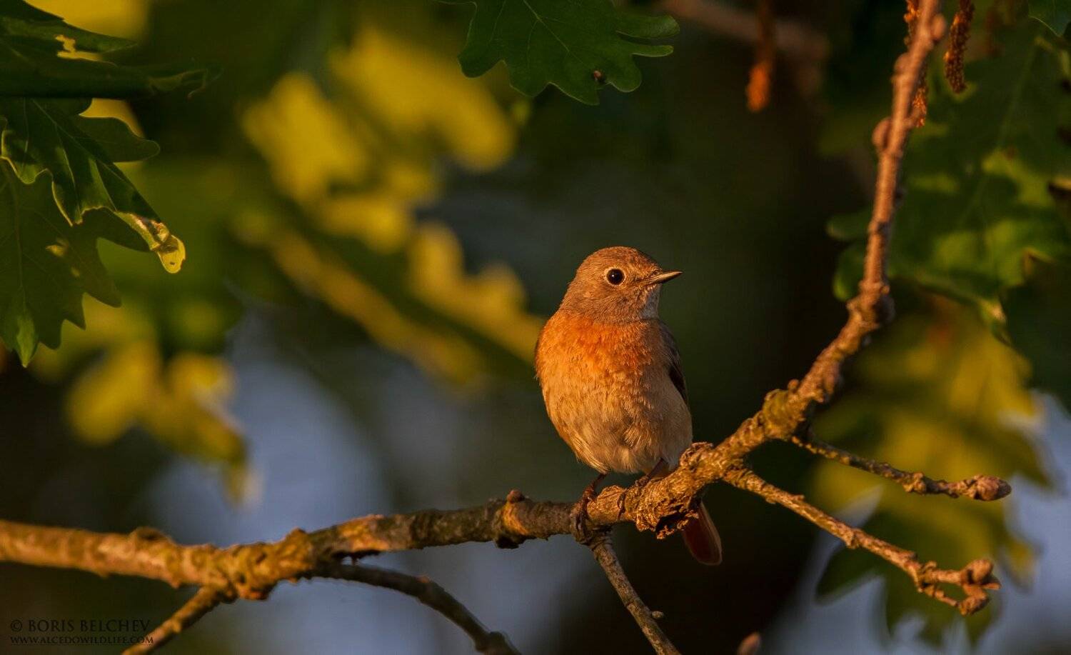 , Борис Белчев