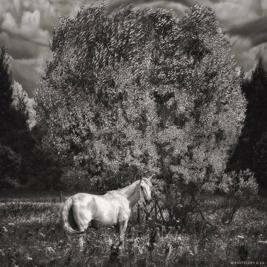 , Пантелеев Илья