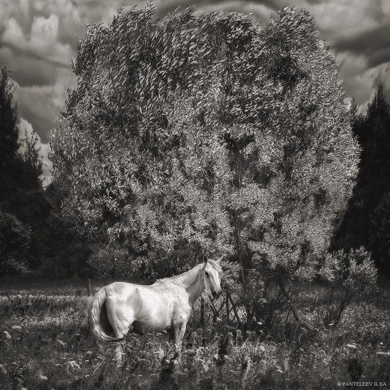 *** фото превью