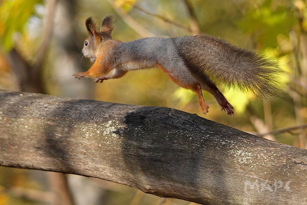 , Шангареев Марс