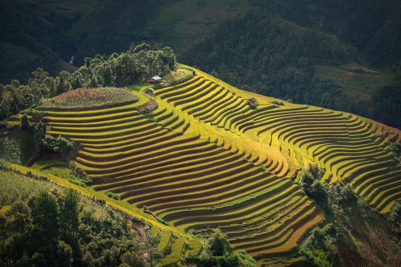 Rice Terrace фото превью