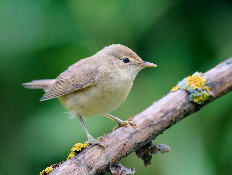 *** фото превью