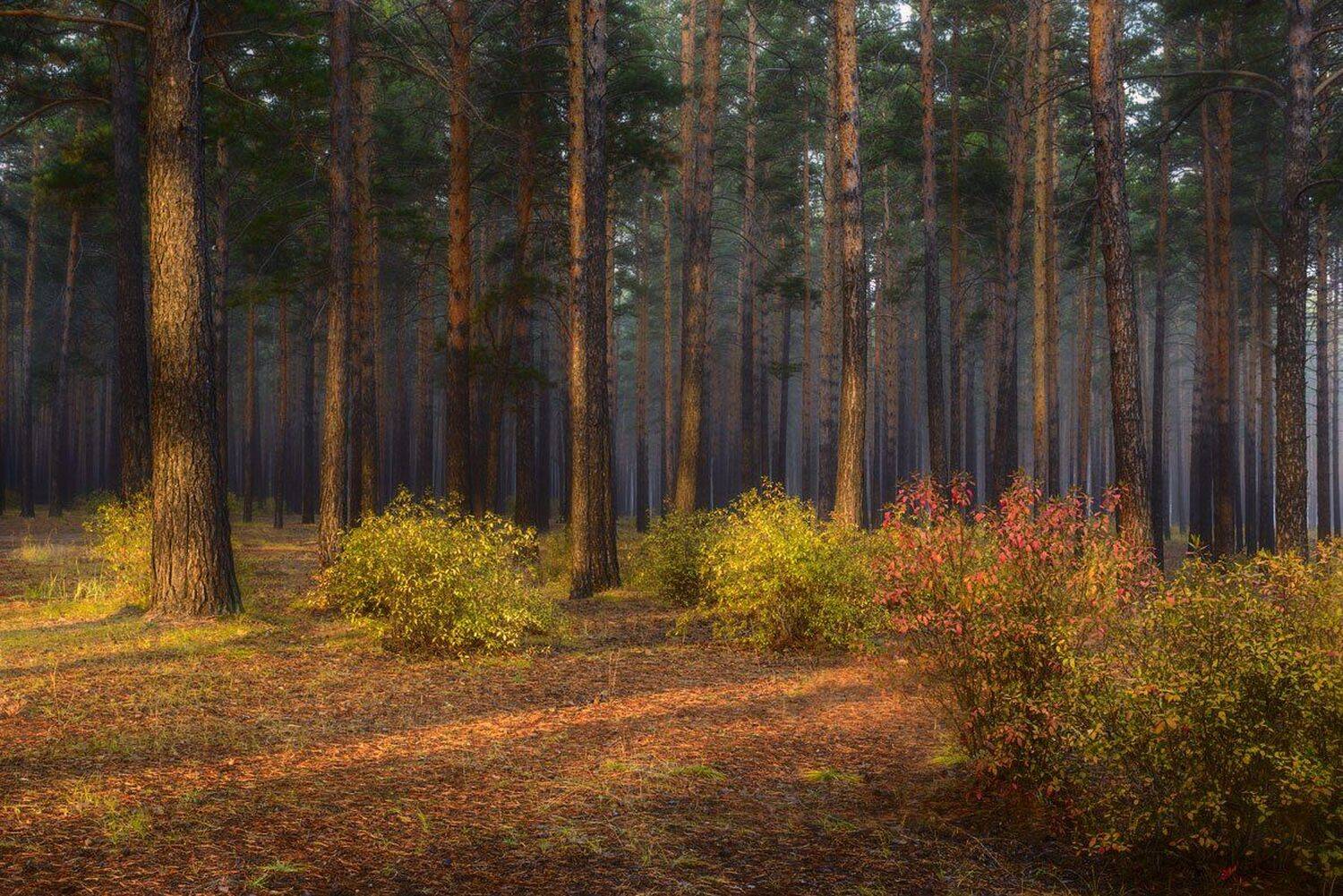 , Сергей Брагин