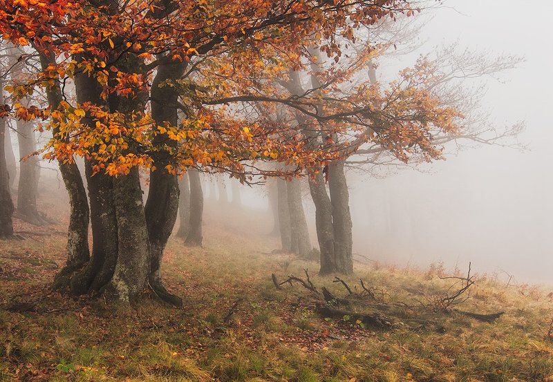 Туманное утро фото превью