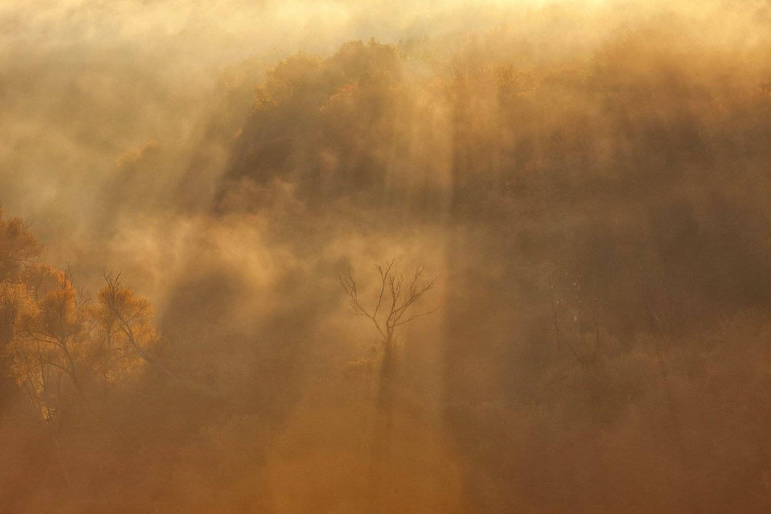 пейзаж, природа, туман, рассвет, восход, Осетр, река, Малышевы Влад и Ася