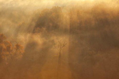 Сквозь туман