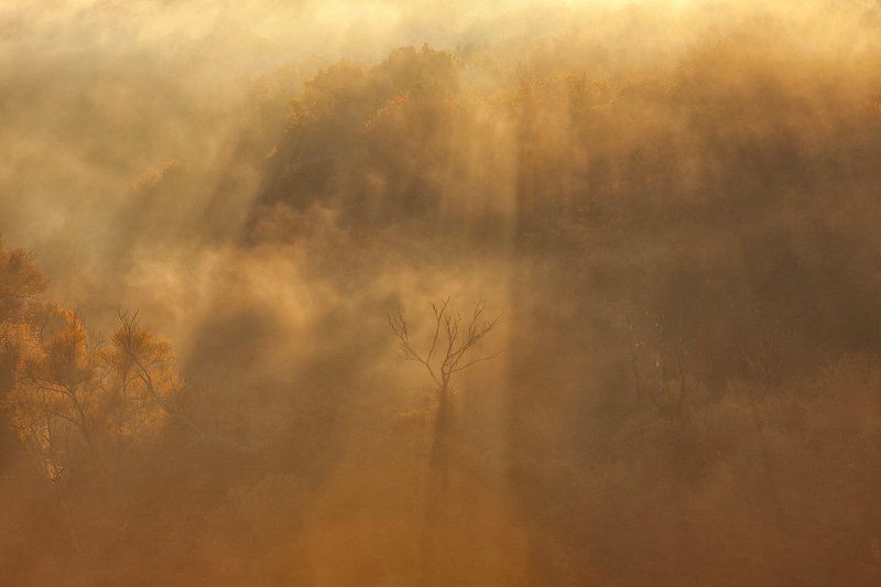пейзаж, природа, туман, рассвет, восход, Осетр, река Сквозь туман фото превью