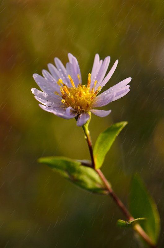 осень, цветок, утро, роса, сентябринка Цветы осени фото превью