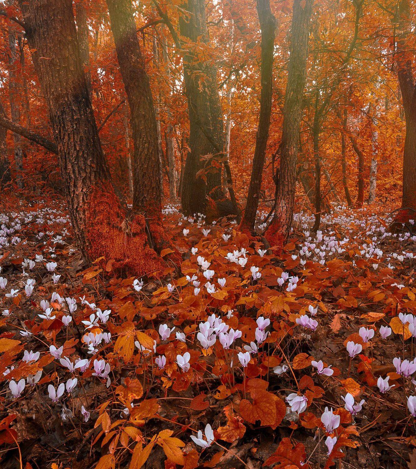 landscape, nature, flowers, focus stack, Bulgaria, Canon 6D, Todor Todorov