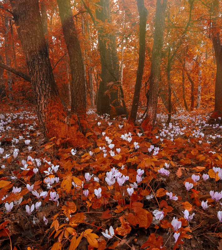 landscape, nature, flowers, focus stack, Bulgaria, Canon 6D Deep Forest Magic фото превью