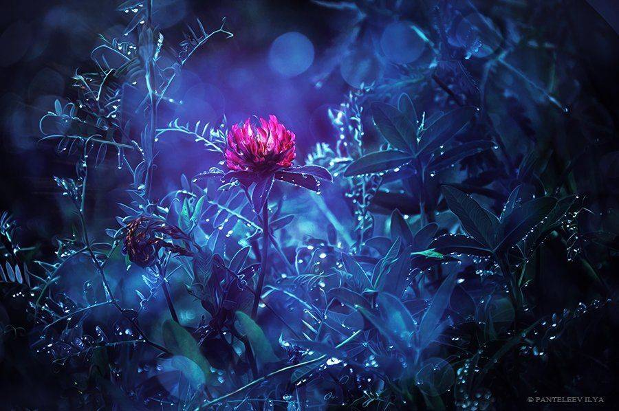 , Пантелеев Илья