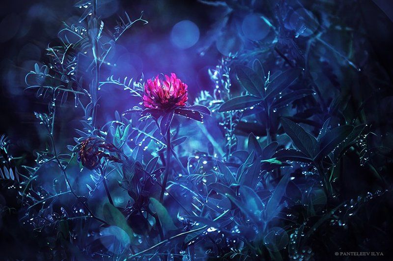 *** фото превью