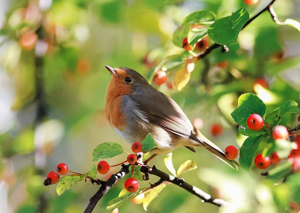 зарянка, Наталья