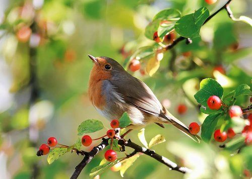 думы в ягодках