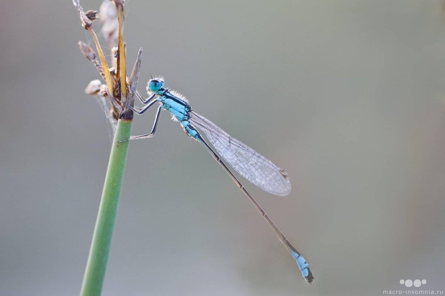 Macro-insomnia, Кривошеев, Макро, Насекомые, Стрекоза, Стрелка, Кирилл Кривошеев