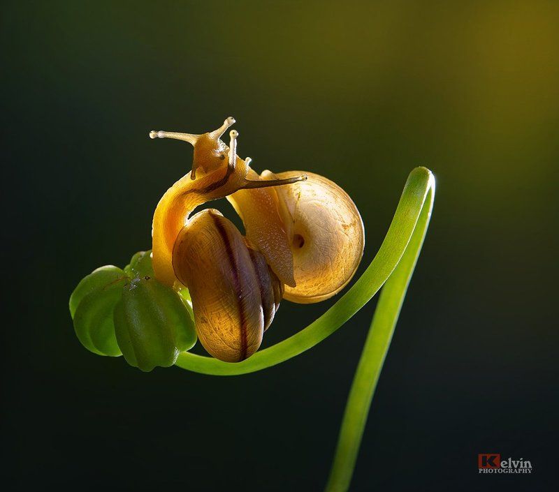 Happy фото превью