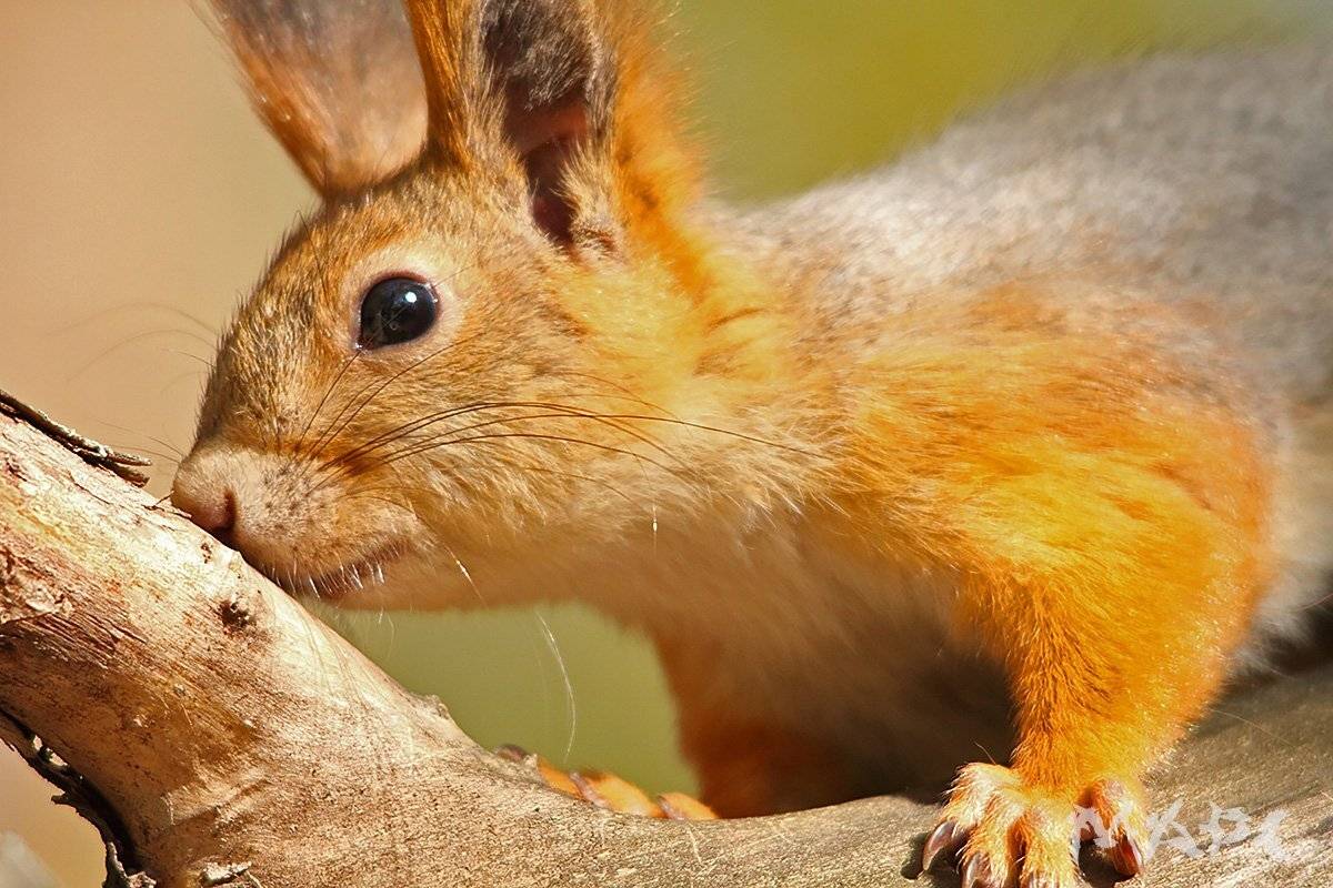 , Шангареев Марс