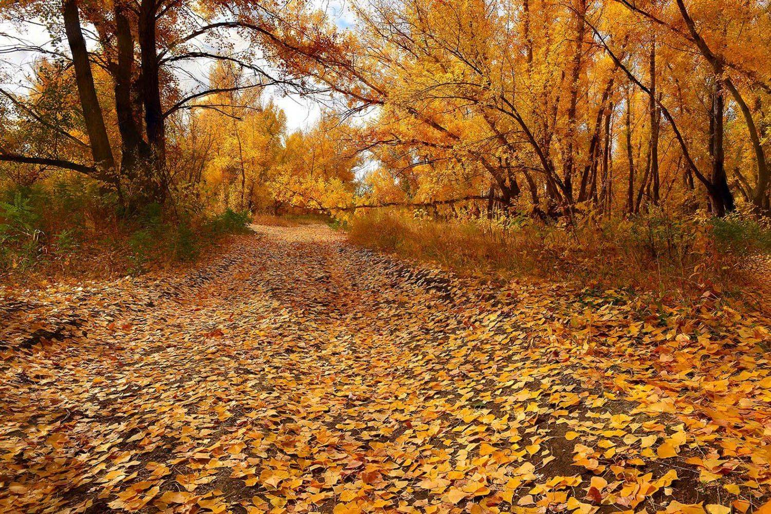 , Орлов Михаил