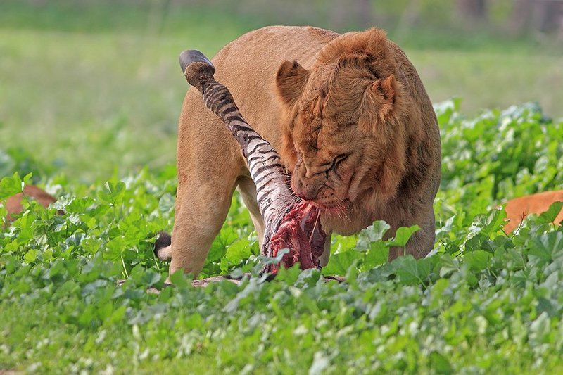 Про жиго и улыбку фото превью