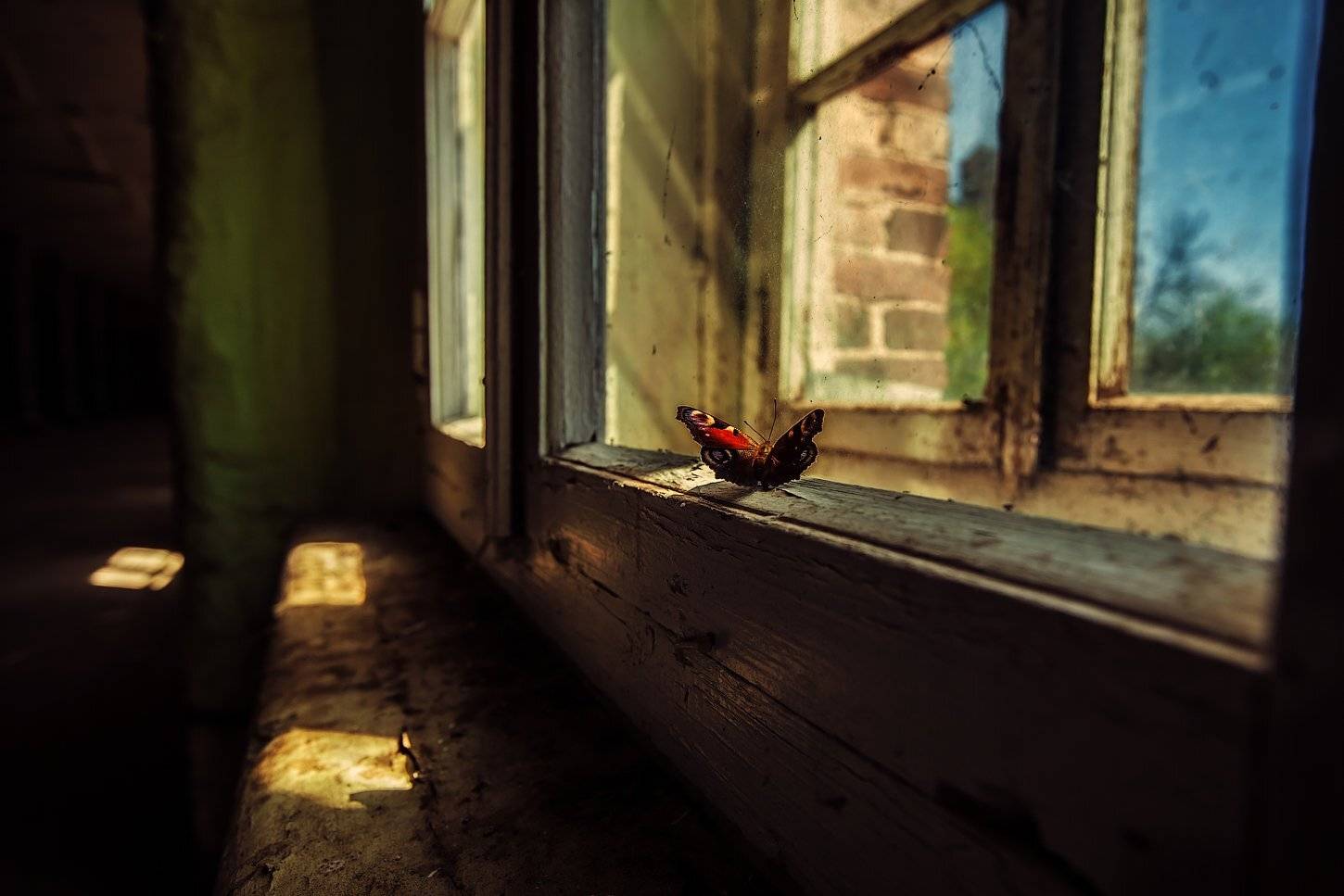 Бабочка, Ключенков, Кренгольм, Лето, Эстония, Kljuchenkow Aleksandr