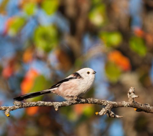 Грустная птичка