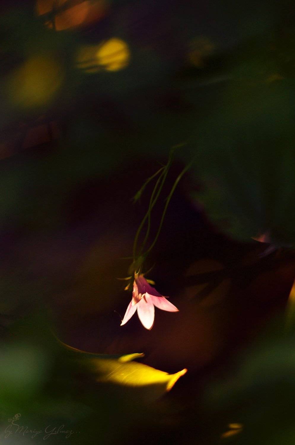 50mm, Mariya yilmaz, Nikon, Колокольчик, Мария йылмаз, Никон, Мария Йылмаз