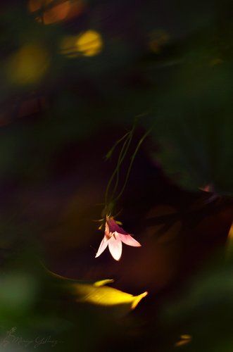 Светильник для Дюймовочки
