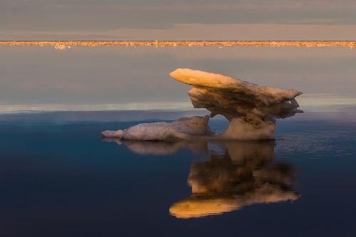 Стамуха лаптевская 