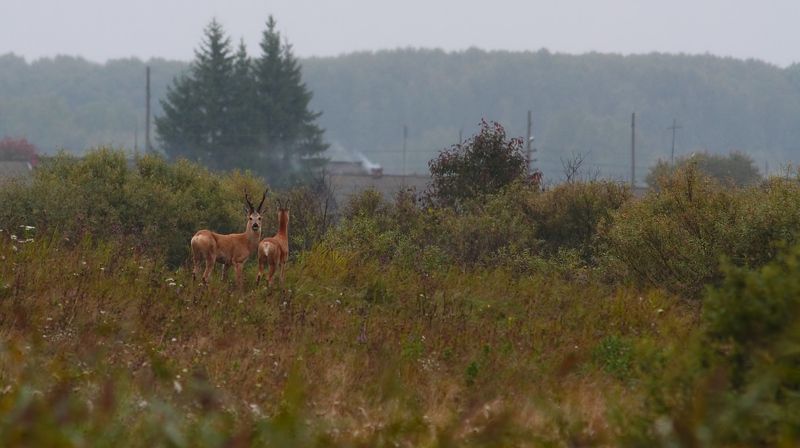 В сентябре фото превью