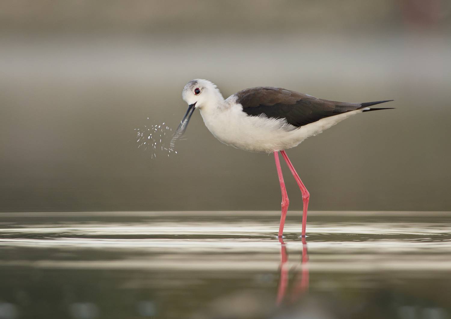 , Евгени Стефанов