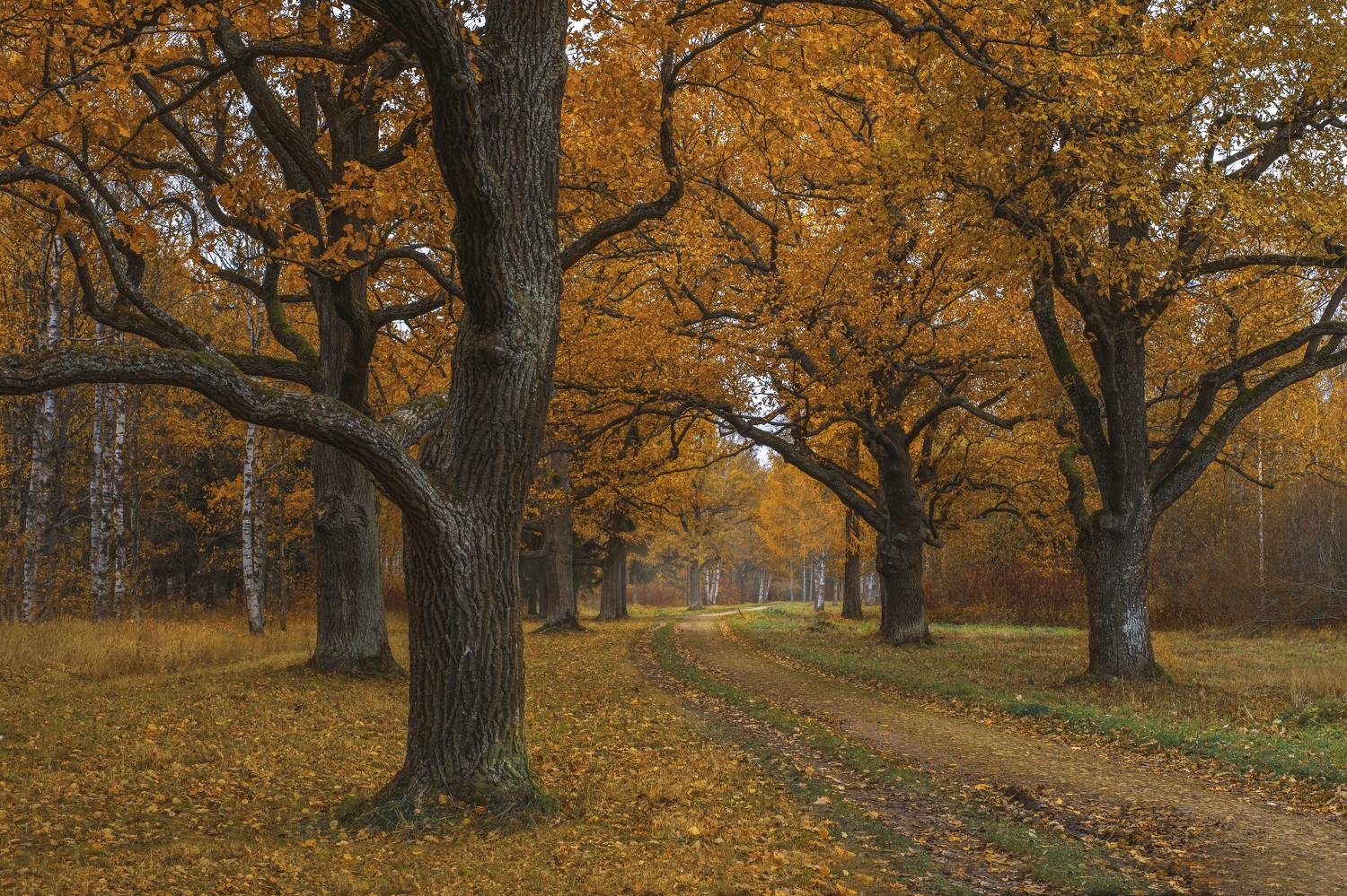 , Максим Вышарь