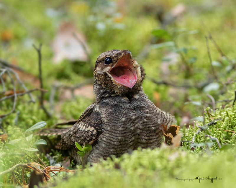 козодой обыкновенный Тактика козодоя фото превью