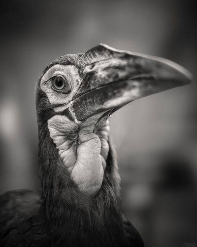 Bucorvus leadbeateri
