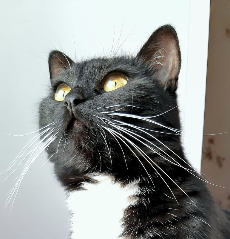 Ухоносый Глазоус фото превью