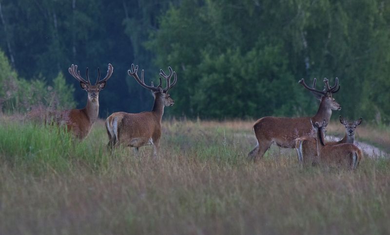 ... фото превью
