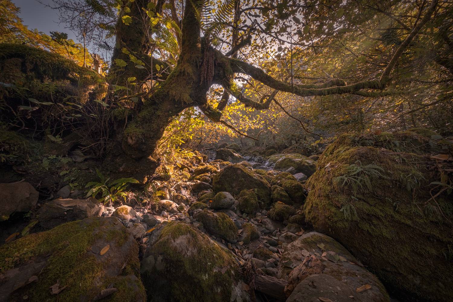 сhakvistskali, valley, autumn, fall, tree, plants, rocks, stones, moss, nature, landscape, scenery, travel, outdoors, georgia, adjara, sakartvelo, chizh, Чиж Андрей