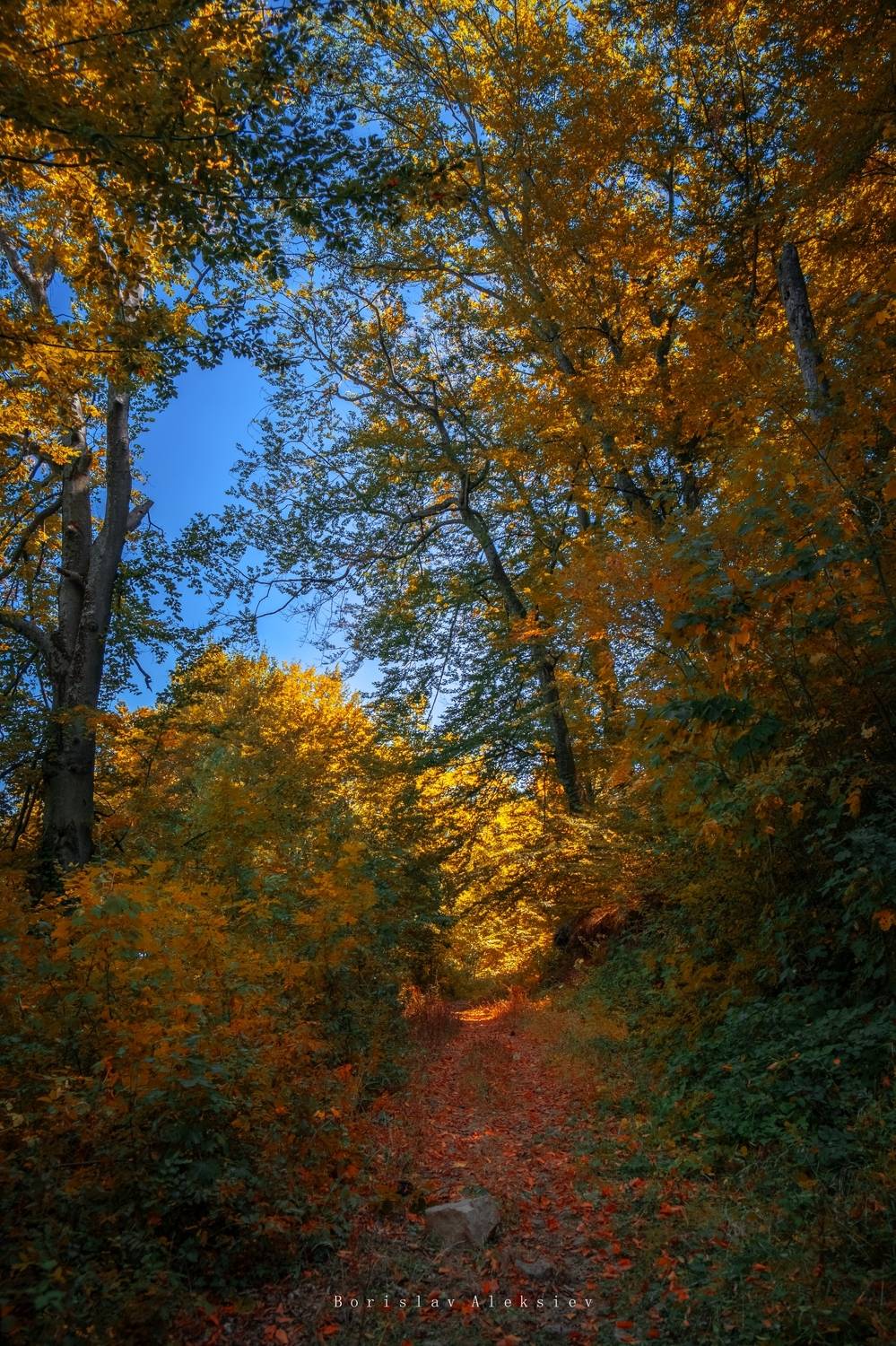 forest,travel,bulgaria,autumn,light,dark,tree,relax,plant,soul,, Борислав Алексиев