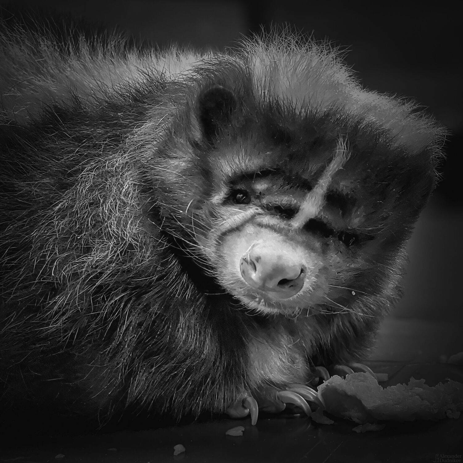 животные, портрет животного, мобильная фотография, скунс, зоопарк, animals, zoo, animal portrait, mobile photography, skunk, Дудников Александр