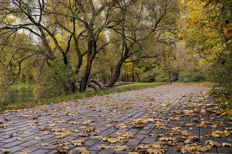 Кругом осенние листья.. фото превью