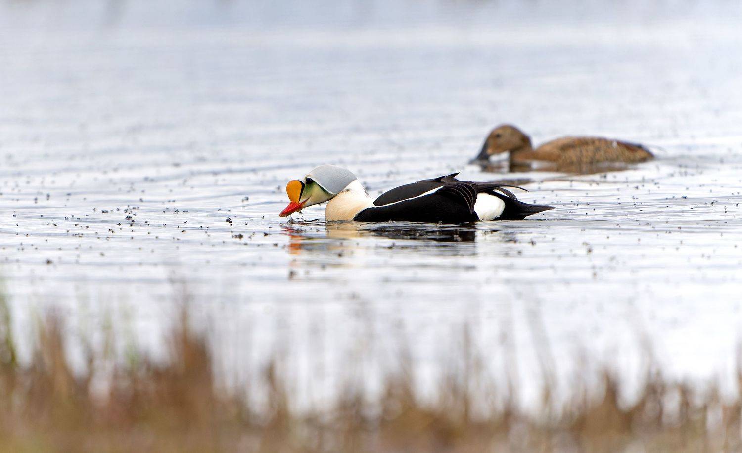 гага-гребенушка, ямал, хирономиды, somateria, Павлов Дмитрий