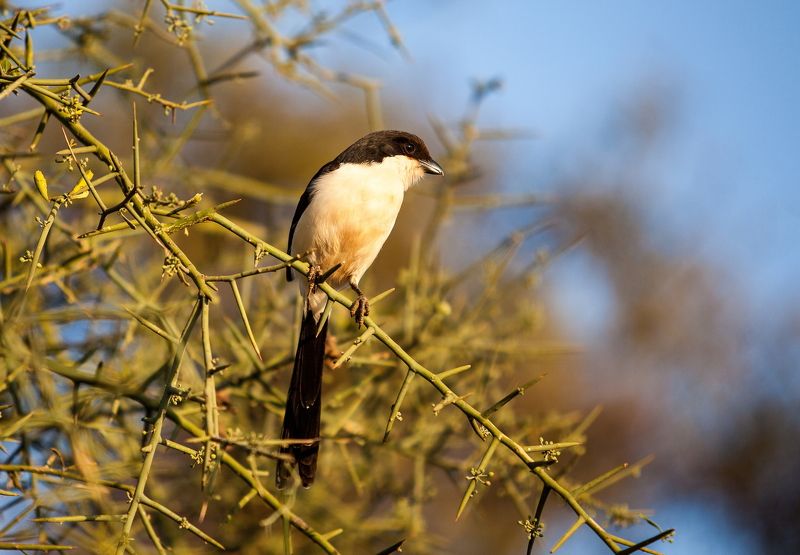 Кения *** фото превью