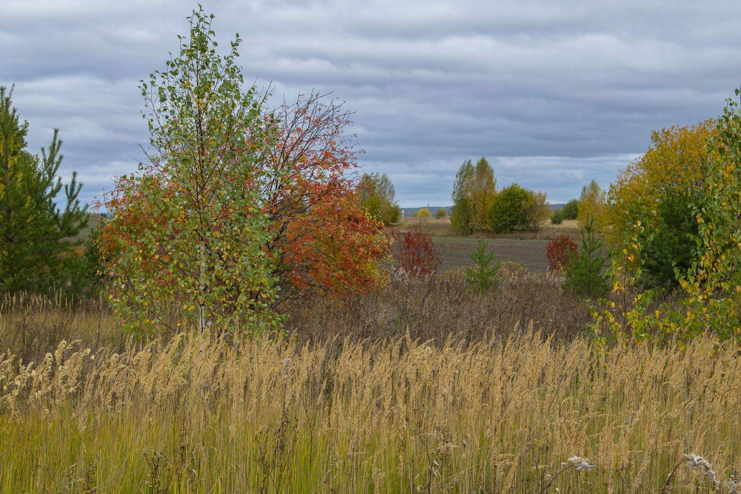 , Галина Луценко