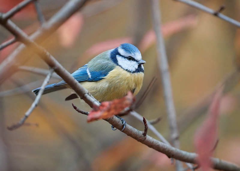 лазоревка Лазоревка фото превью