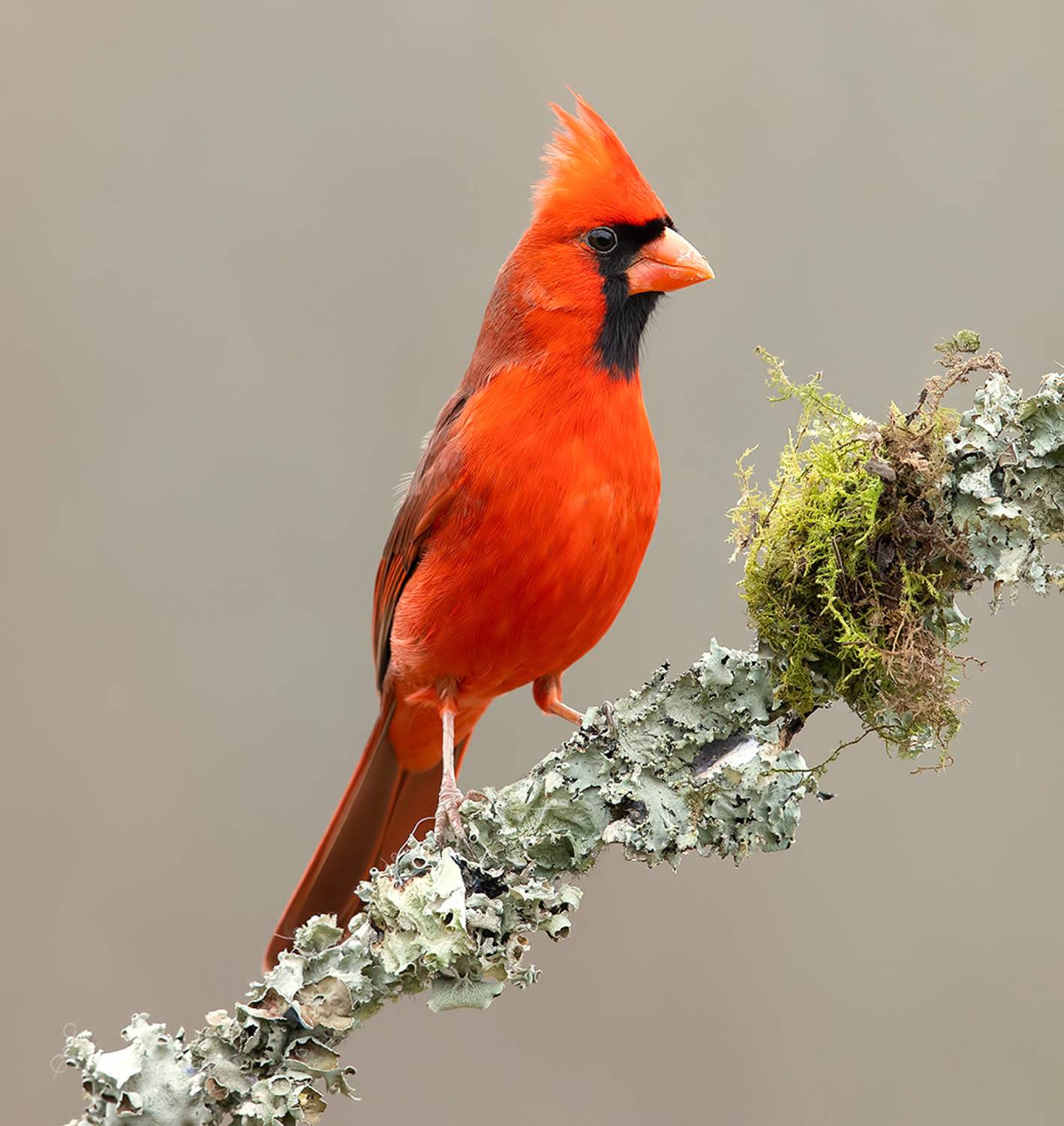 красный кардинал, northern cardinal, cardinal,кардинал, осень, Etkind Elizabeth