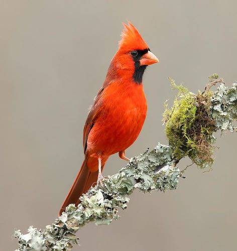 Northern Cardinal, male - Красный кардинал, самец