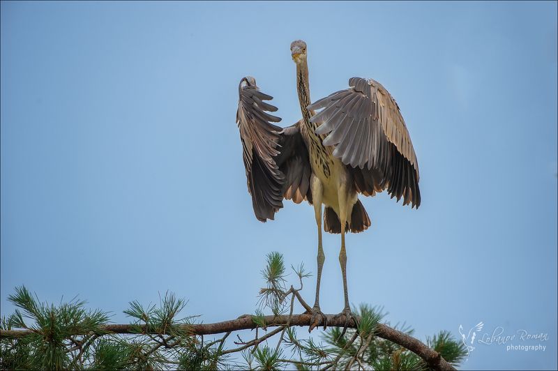 * * * фото превью