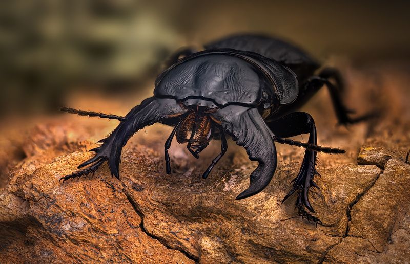 carabidae, crepidopterus #decorsei Жужелица фото превью